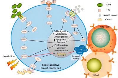 Novel chimeric antigen receptor T cell-based immunotherapy: a perspective for triple-negative breast cancer